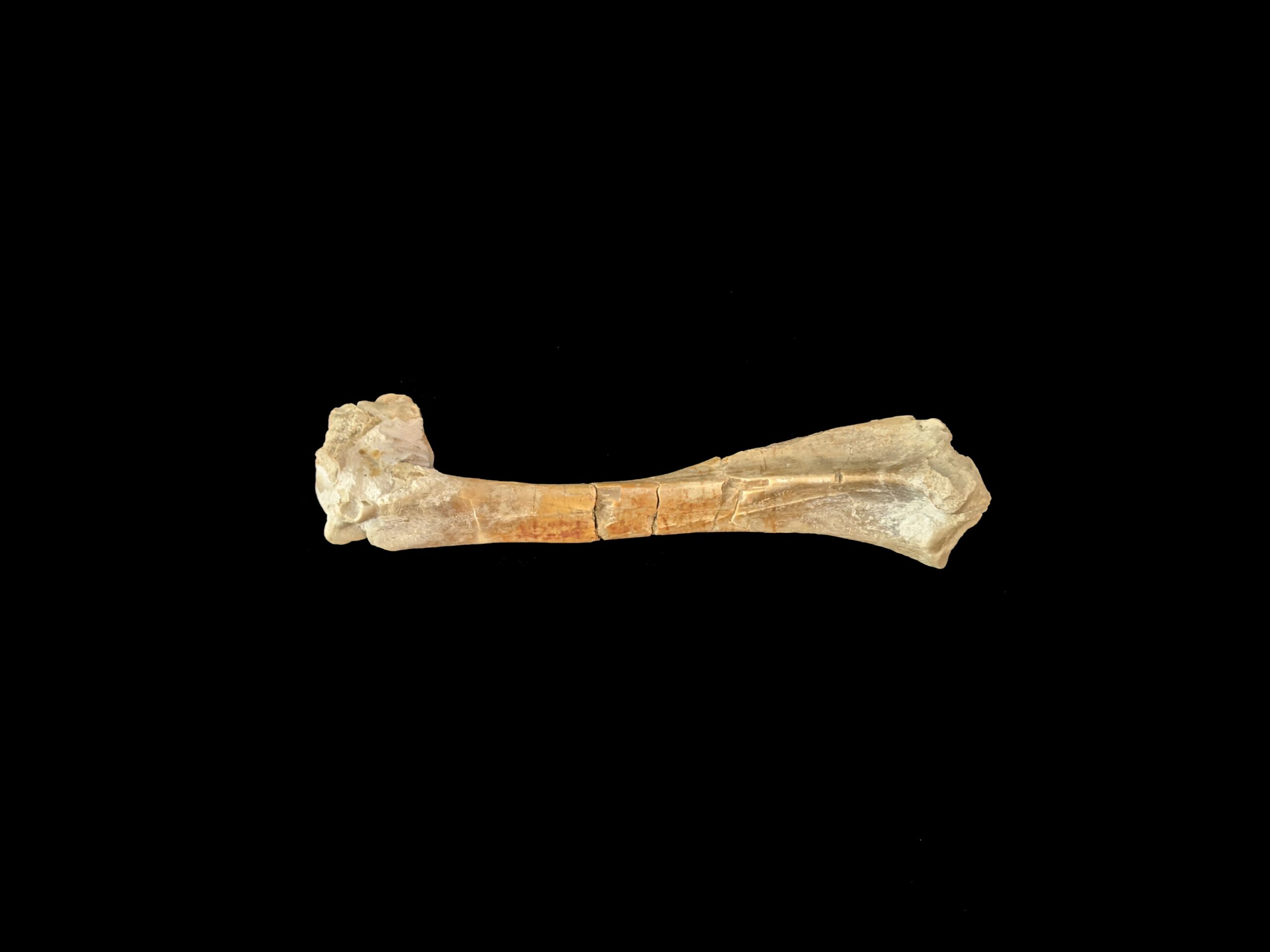 picture of a bone